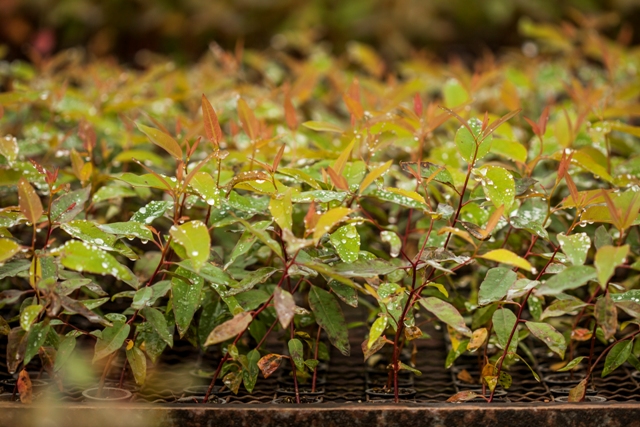 O substrato dá sustentação Ã  planta e fornece água, nutrientes e oxigênio - Crédito Fibria